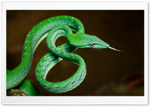 Stunning Green Vine Snake,...