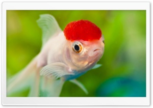 Red Cap Oranda Goldfish