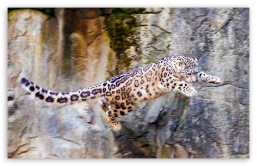 Download Snow Leopard Flying UltraHD Wallpaper