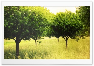 Summer Green Trees