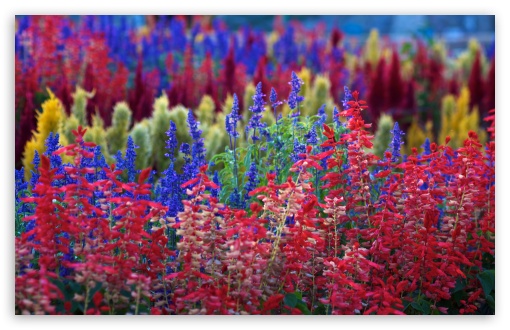 Download Rainbow Flowers UltraHD Wallpaper