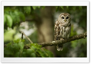 Owl On A Branch