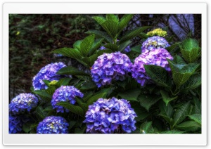 Purple Hydrangea HDR