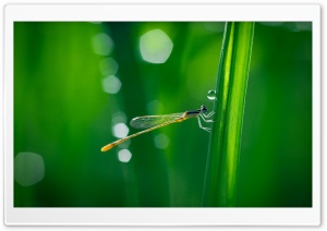 Dragonfly, Green Grass, Macro
