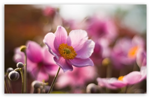 Download Macro Flower UltraHD Wallpaper