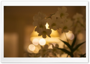 White Orchid Flowers Bokeh