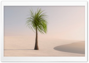 Palm Tree