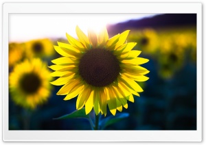 Sunflower Sunglow