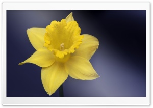 Daffodil Flower Macro