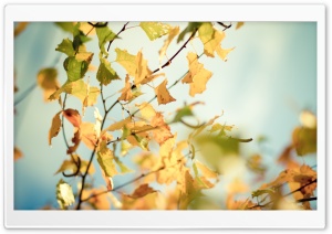 Yellowed Autumn Leaves
