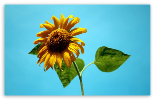 Download Sunflower Against A Blue Sky UltraHD Wallpaper