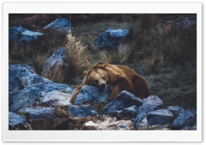 Brown Bear resting on a Rock