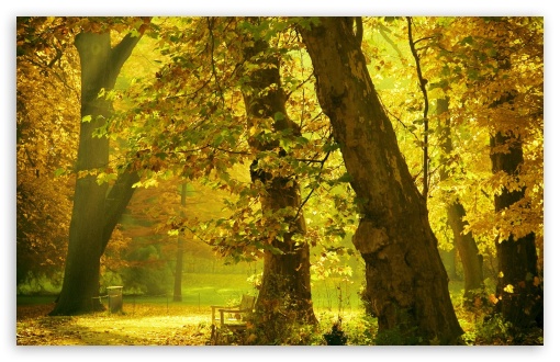 Download Golden Trees UltraHD Wallpaper