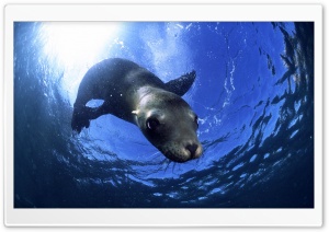 California Sealion