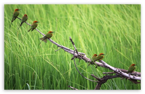 Download Beautiful Birds UltraHD Wallpaper