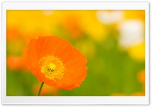 Poppies Closeup