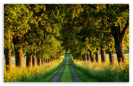 Download Beautiful Country Road, Tree Tunnel UltraHD Wallpaper