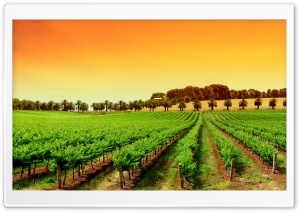 Rows Of Young Grape Vines