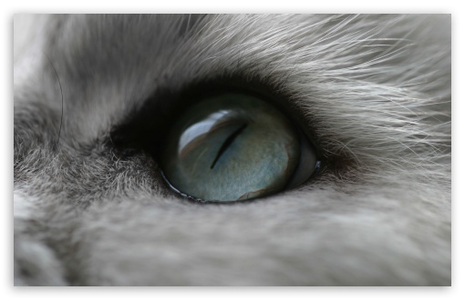 Download Cat Eye UltraHD Wallpaper