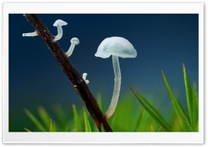Tiny White Mushrooms