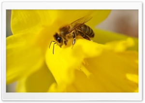 Bee on a Daffodil