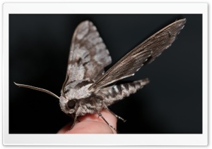 pine hawkmoth, Kiefernschwrmer