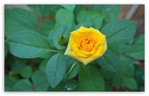 Download Yellow Rose UltraHD Wallpaper