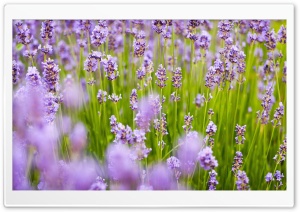 Lavender Flowers