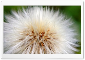 White Dandelion