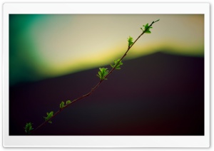 Twig With Green Buds