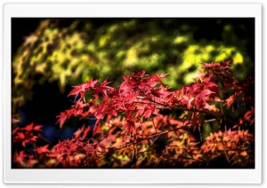 Maple Leaves, Autumn, Japan
