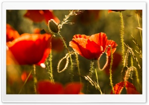 Red Poppy Field Flowers...