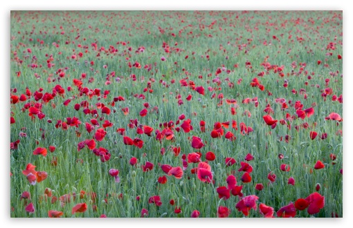 Download Red Poppies Yonne France UltraHD Wallpaper