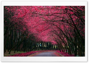 Blooming Trees Alley