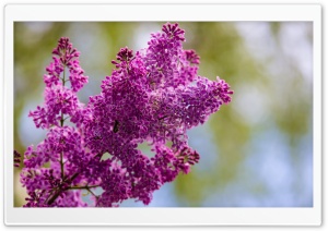Spring Lilac Flower