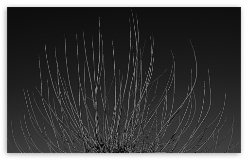 Download Branches Black And White UltraHD Wallpaper