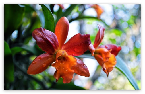 Download Orange Orchid UltraHD Wallpaper