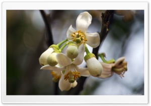 Pomelo Flower