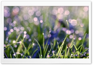 Grass With Morning Dew