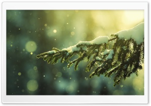 Winter Evergreen