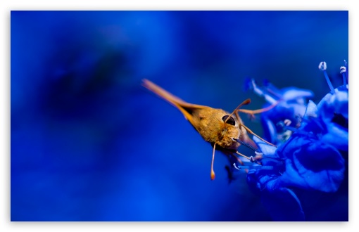 Download Moth, Blue Flowers UltraHD Wallpaper