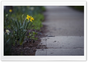Daffodils Flowers, City