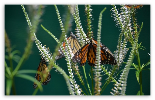 Download Monarch Butterfly on a Flower UltraHD Wallpaper