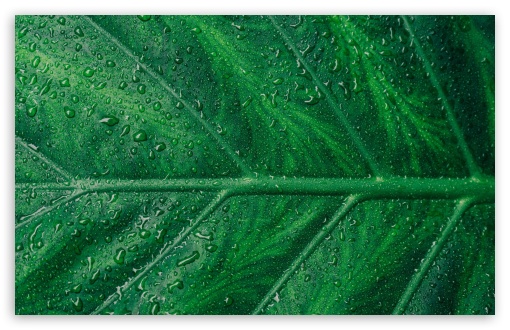 Download Green Leaf Aesthetic UltraHD Wallpaper