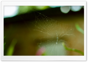 Spider in a Web