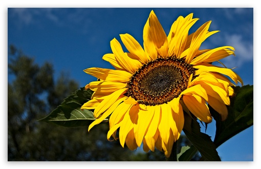 Download Sunflower, Ely, Cambridgeshire UK UltraHD Wallpaper