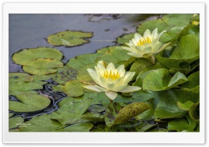 Water Lily