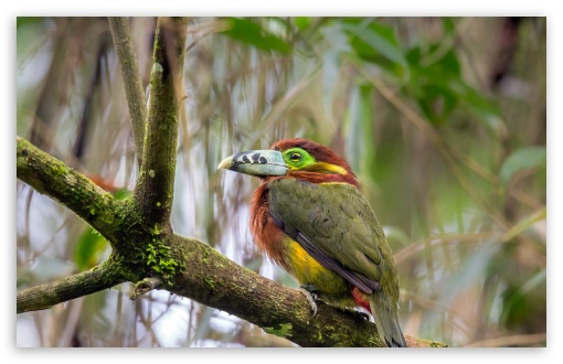 Download Rare Bird, Wildlife UltraHD Wallpaper