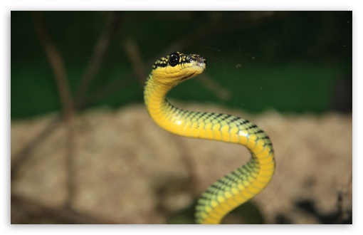 Download Green And Yellow Snake UltraHD Wallpaper