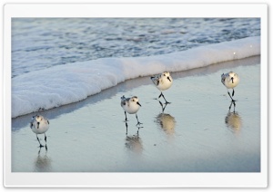 Birds On The Beach